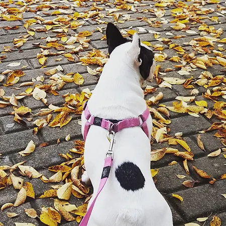 Beizama 2* Astigarraga