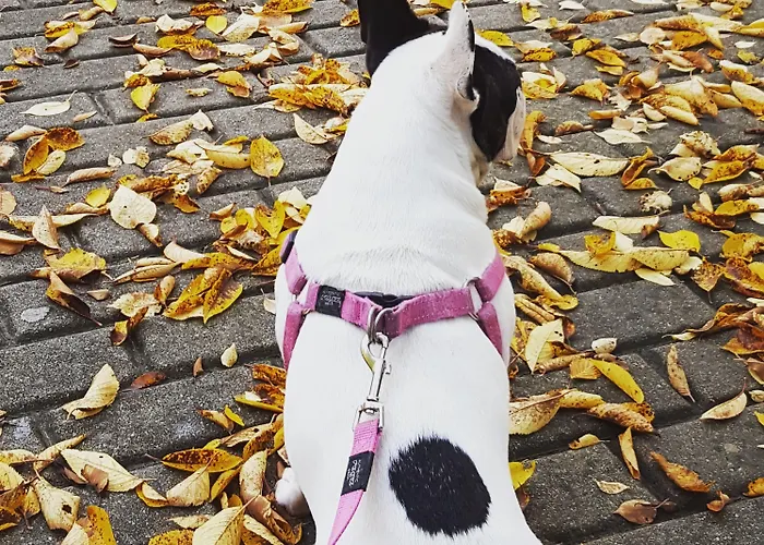 Beizama 2* Astigarraga